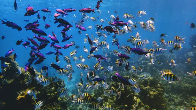 Roatan Ocean Adventures