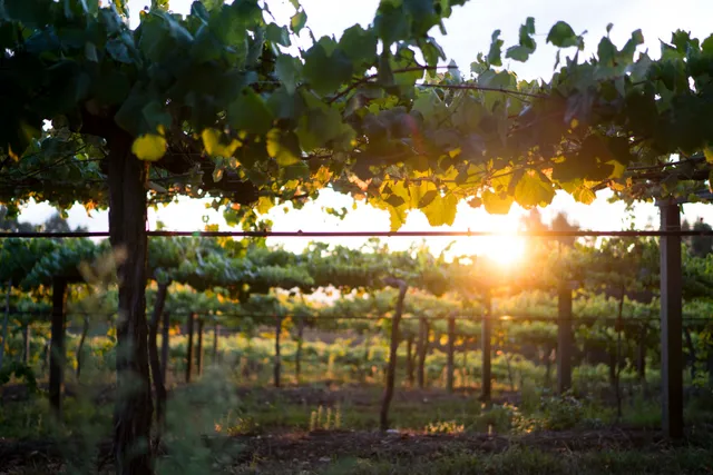 Bodega Mar de Frades