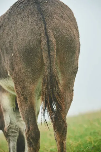 Naturschutzgebiet Eselschwanz