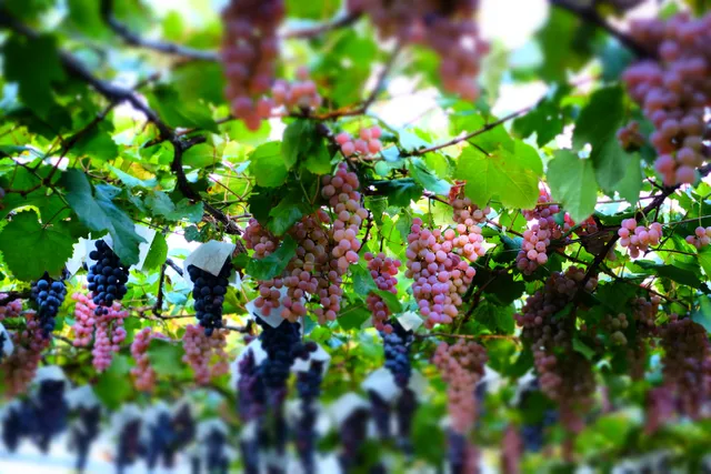 Katsunuma Central Park ground