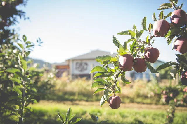 Area C (Silver Star)