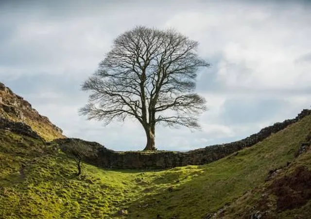 Sycamore Gap Tree Memorial