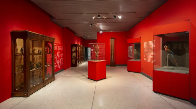 Civic Museum of Natural History