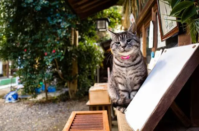 Umenomiya-taisha Shrine