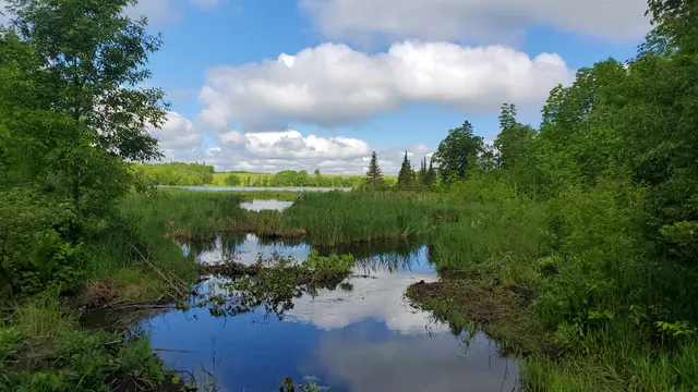 Buena Vista State Forest
