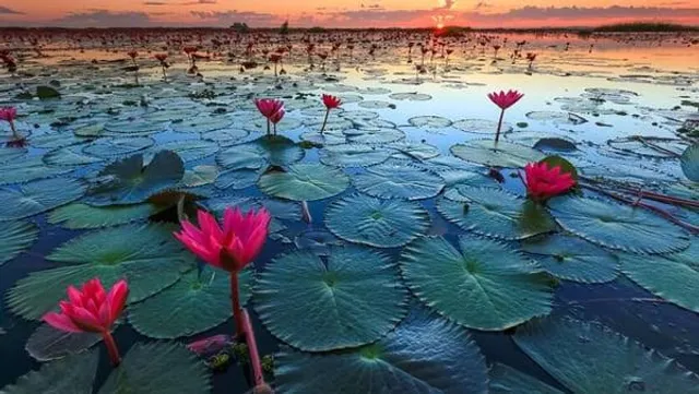 Lotus lake