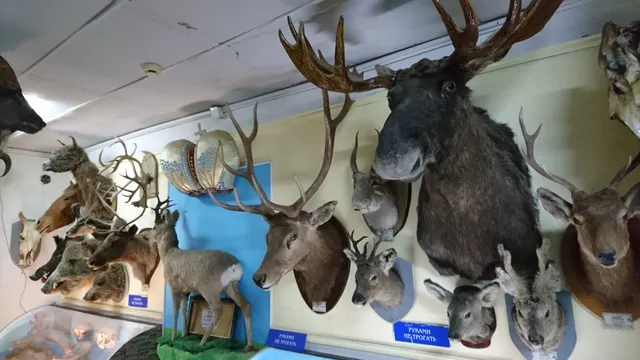 Zoologicheskiy Muzey Im. V.n. Temnokholmova Sgspu