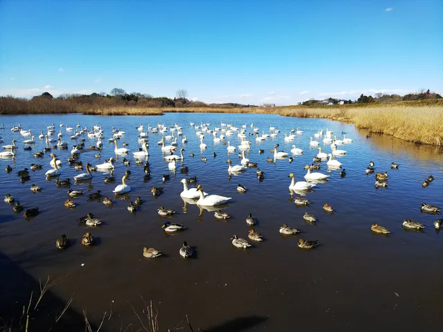 Sugao-numa Tenjin-yama Park