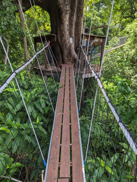 Lake Manyara Treetop Walkway