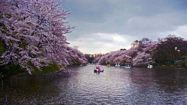 Inokashira Park