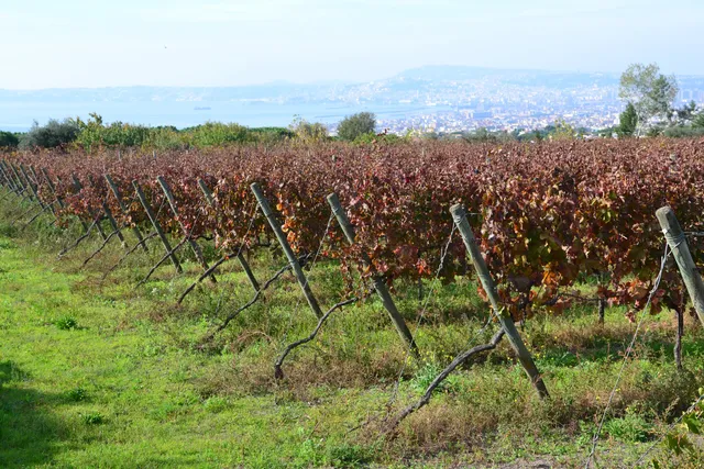 Azienda Vinicola Sannino