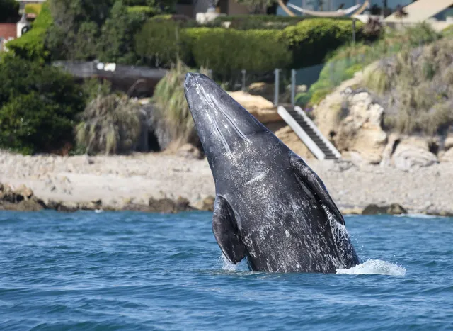 Newport Coastal Adventure