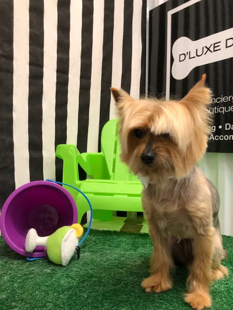D'Luxe Dog Pet Concierge & Boutique