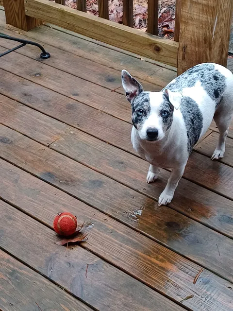 Shepherds Lounge, Ellijay, GA