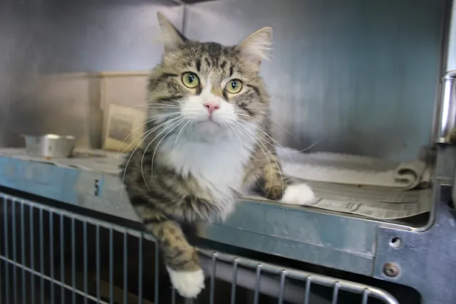 Central Missouri Humane Society