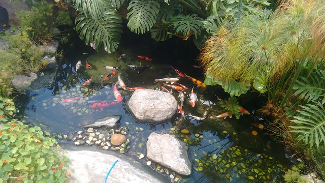 Biopet Lagos Ornamentais