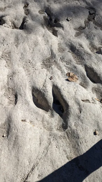 Dinosaur Tracks - Texas State Historical Marker