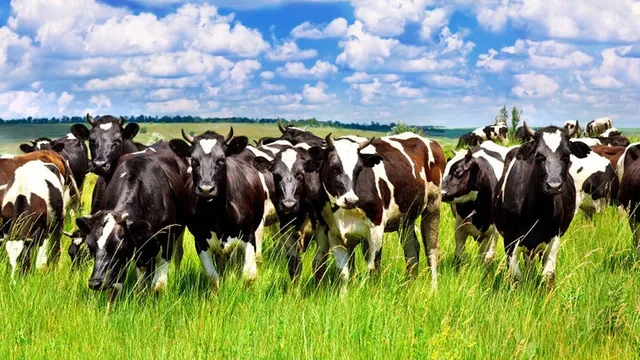 Huss Livestock Market LLC