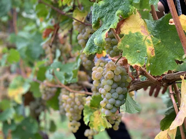 Weingut Graf von Weyher