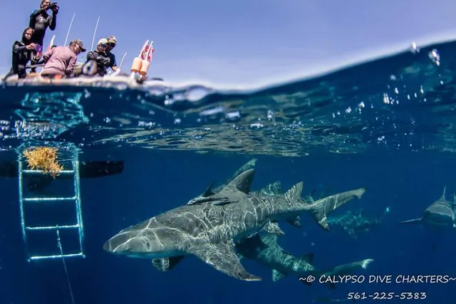 Calypso Dive Charters | South Florida Diving With Sharks