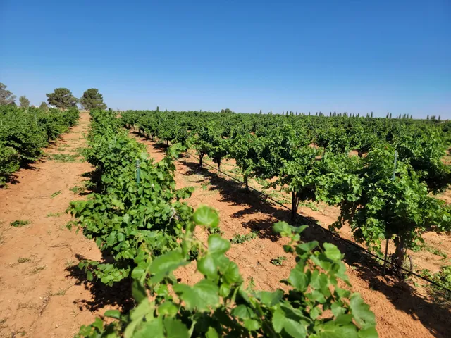 Boxing Rabbit Vineyard