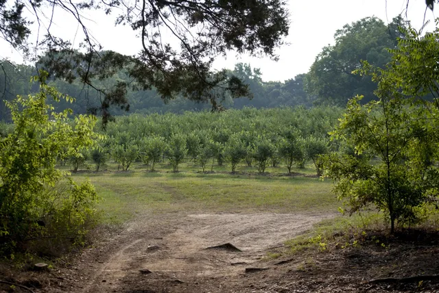 The Blueberry Farm - Texas