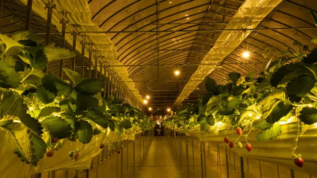 THE FARM Hoshizoraichigo Orchards