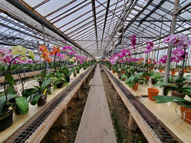 Orchids by Hausermann Inc