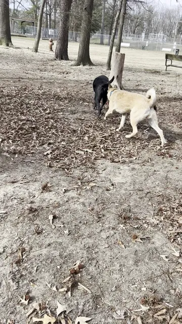 Dog Park White Plains