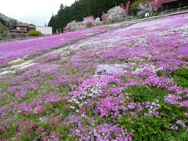Kunita Family Shibazakura Garden