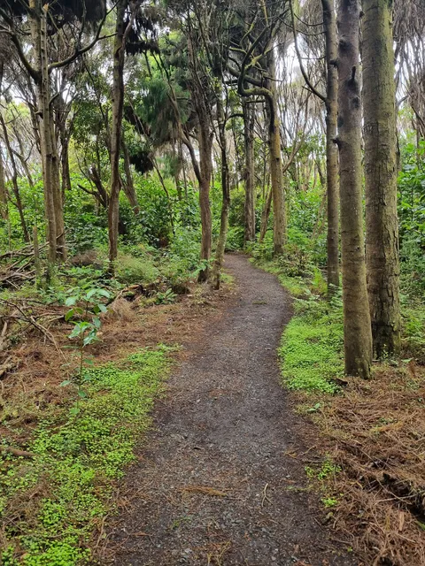 Living Forest walkway
