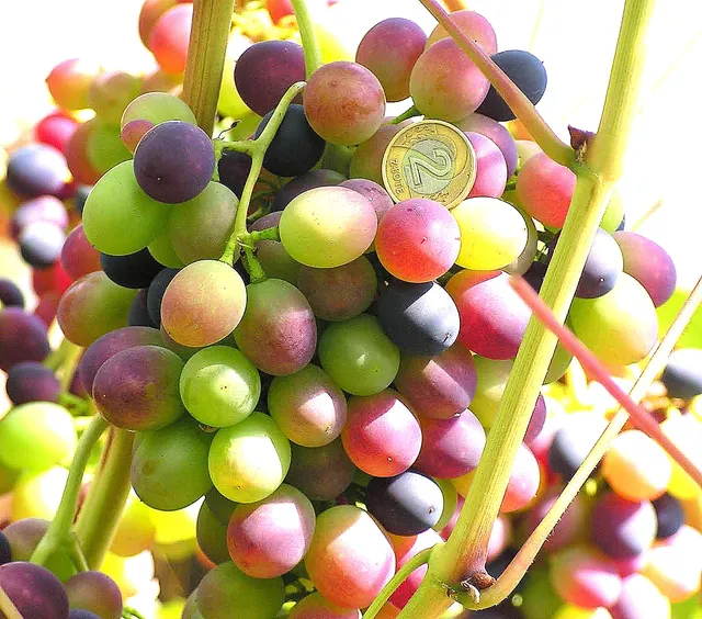 Winnica Na Leśnej Polanie