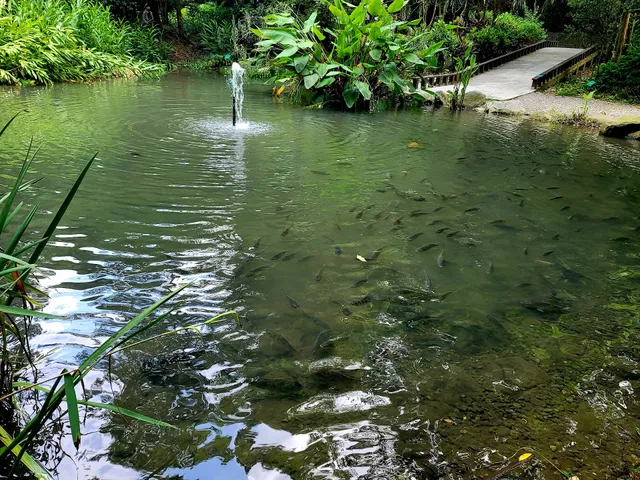 嘉義樹木園生態水池