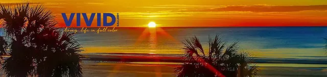 Vivid Gallery