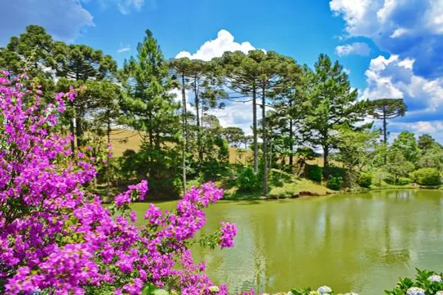 Chapeco National Forest