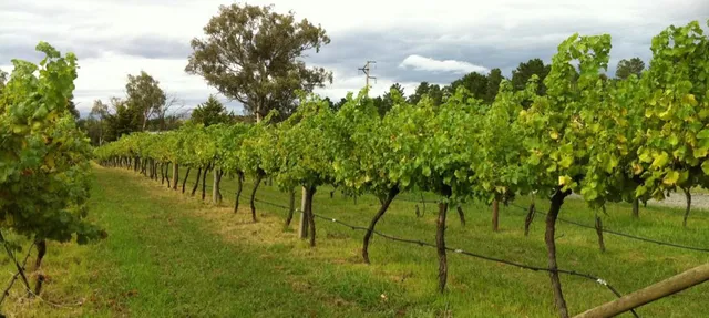 Murrumbateman Winery