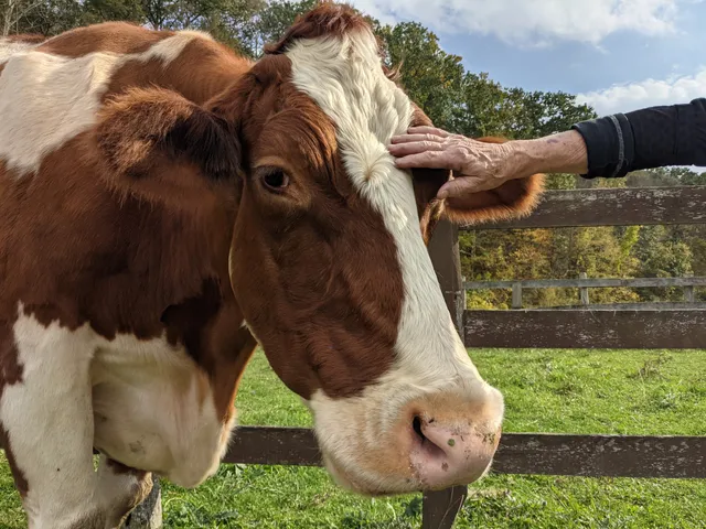 Catskill Animal Sanctuary