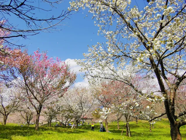 Fujisan Sakura no Sono