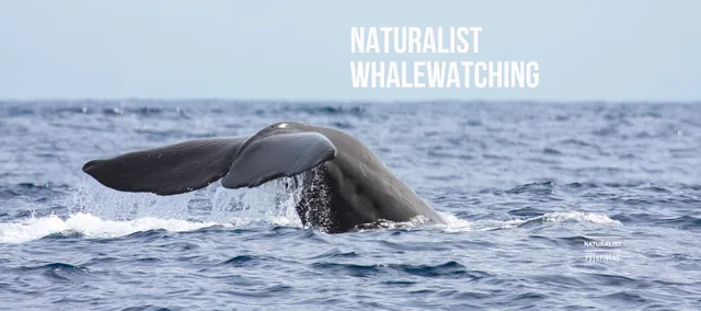 Naturalist - Science & Tourism | Whale Watching