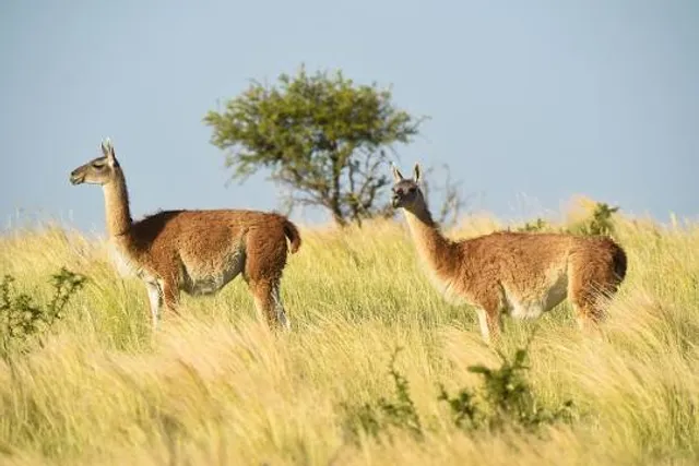 Reserva Provincial Parque Luro