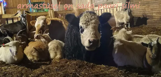 Ranna Rantšon kotieläinpiha