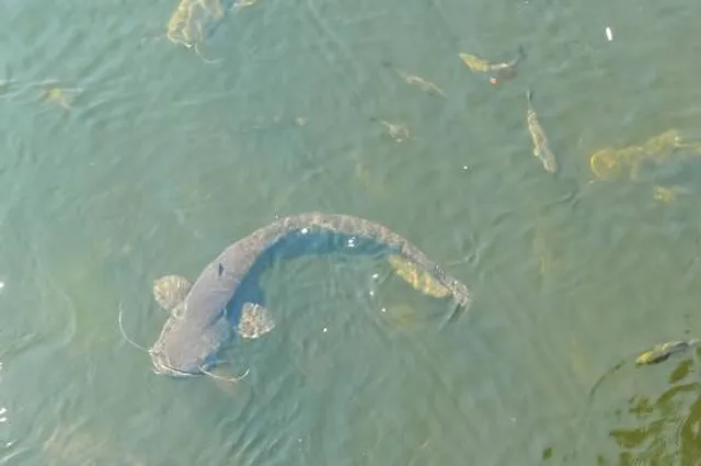 Vietnam Veterans Park