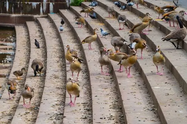 Animal City