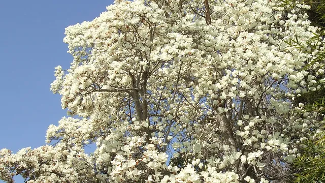 Mutsu Soshanomiya Shrine
