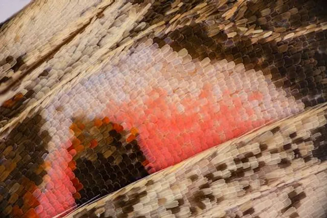 Zřícenina hradu Roupov