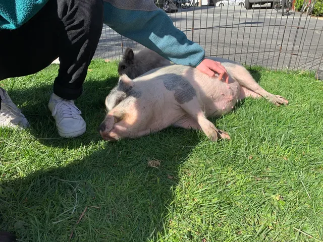 Little Explorers Mobile Petting Zoo