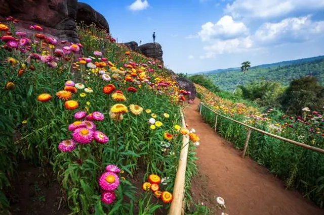 Campi di fiori di carta Phu Hin Rong Kla