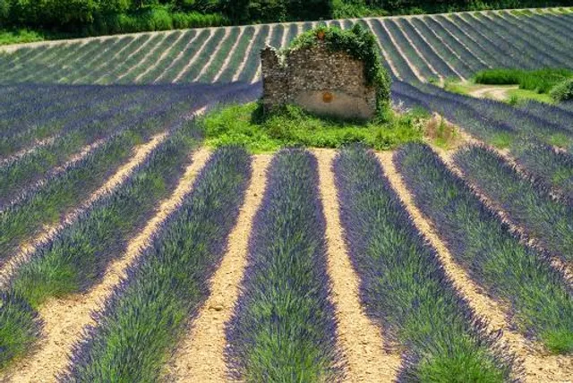 Plateau de Valensole