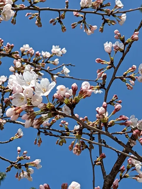 魚津総合公園 早月川パークゴルフ場