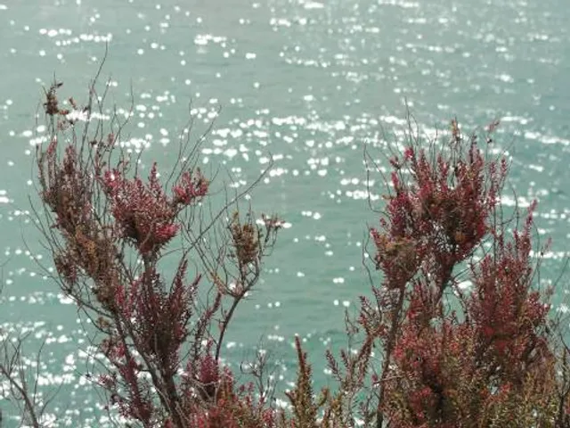 Municipal beach. Agha
